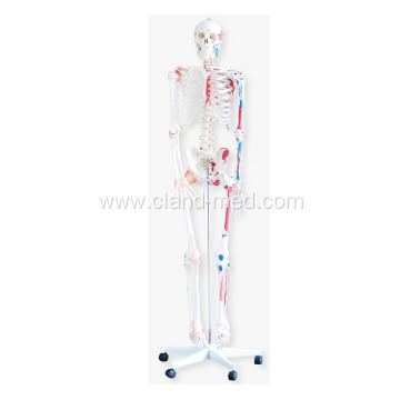 Skeleton with Muscles and Ligaments 180cm Tall